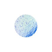 Luxol Fast Blue Stain Kit